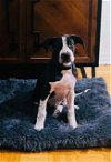 adoptable Dog in , AL named Samson (CL 2023)