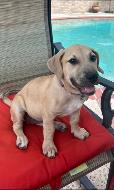 adoptable Dog in Mobile, AL named Stevie (CL 2023)