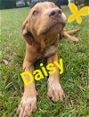 adoptable Dog in mobile, AL named Daisy (CL 2023)