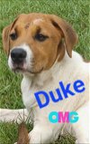 adoptable Dog in mobile, AL named Duke (CL 2023)