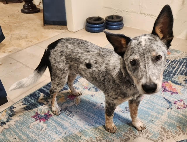 Dog adoption in Mobile, AL 36608: Australian Cattle Dog/Blue Heeler ...