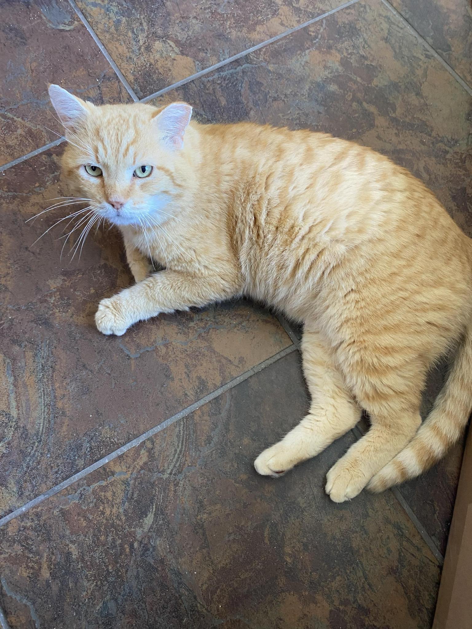 adoptable Cat in Mobile, AL named Buddy