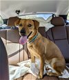 adoptable Dog in mobile, AL named Gloria