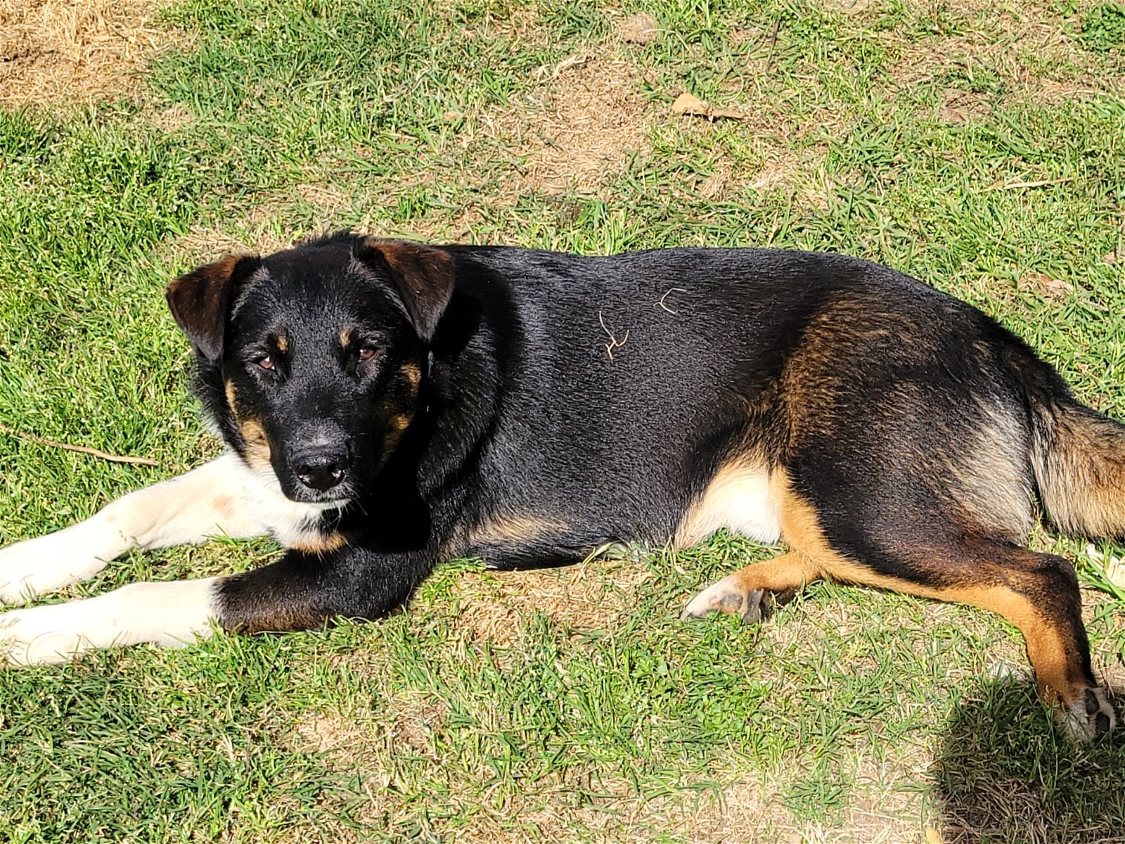 adoptable Dog in Mobile, AL named Coco