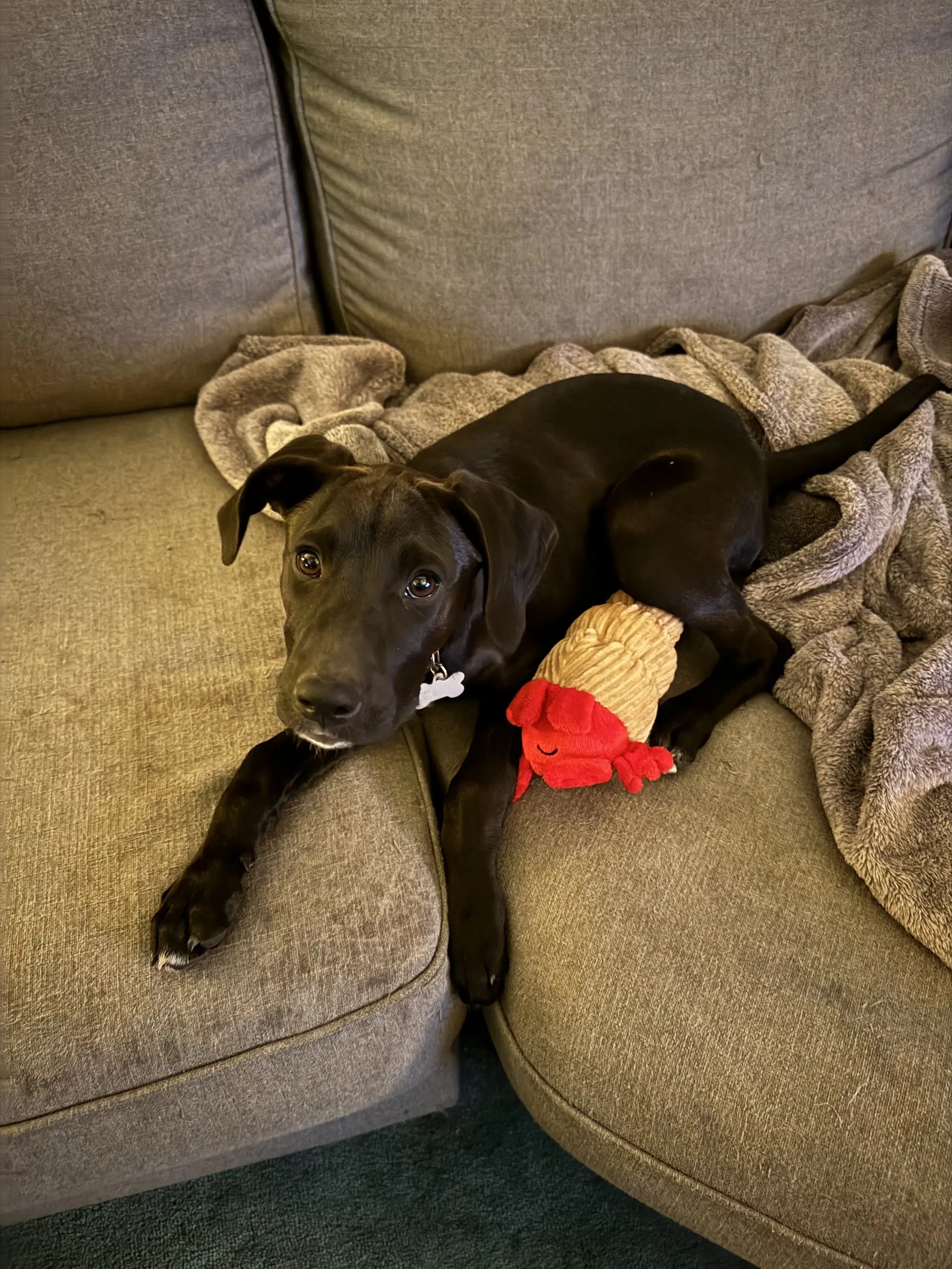 Blossom - Labrador Retriever