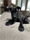 adoptable Dog in  named Poppy