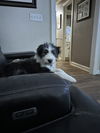 Toby