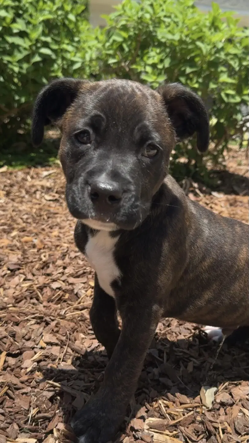 Theo - American Pit Bull Terrier