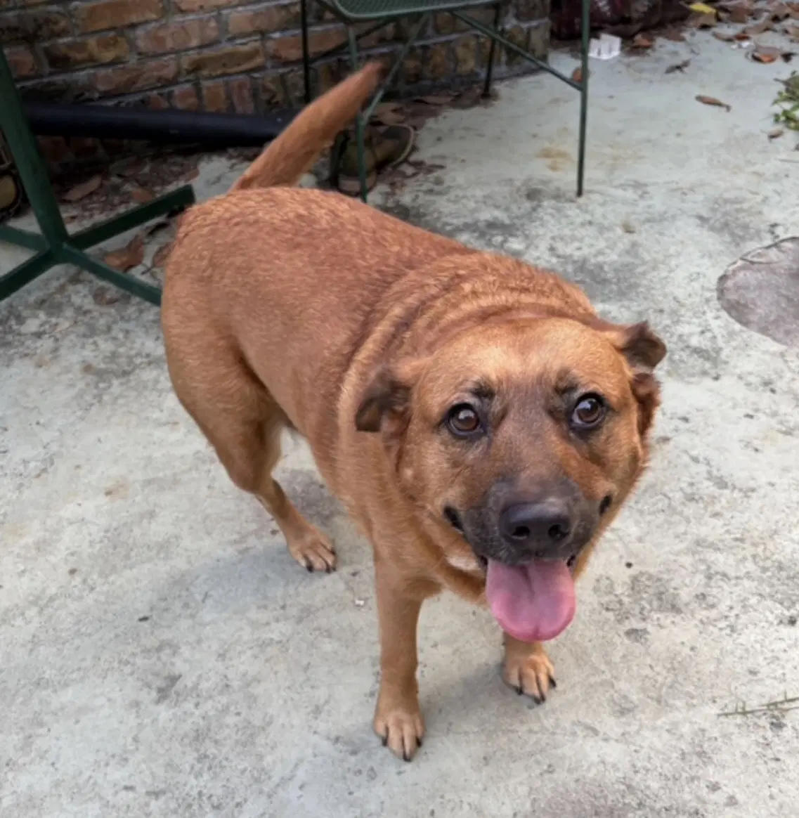 Jojo - Black Mouth Cur