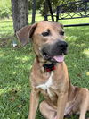adoptable Dog in mobile, AL named Willie Nelson