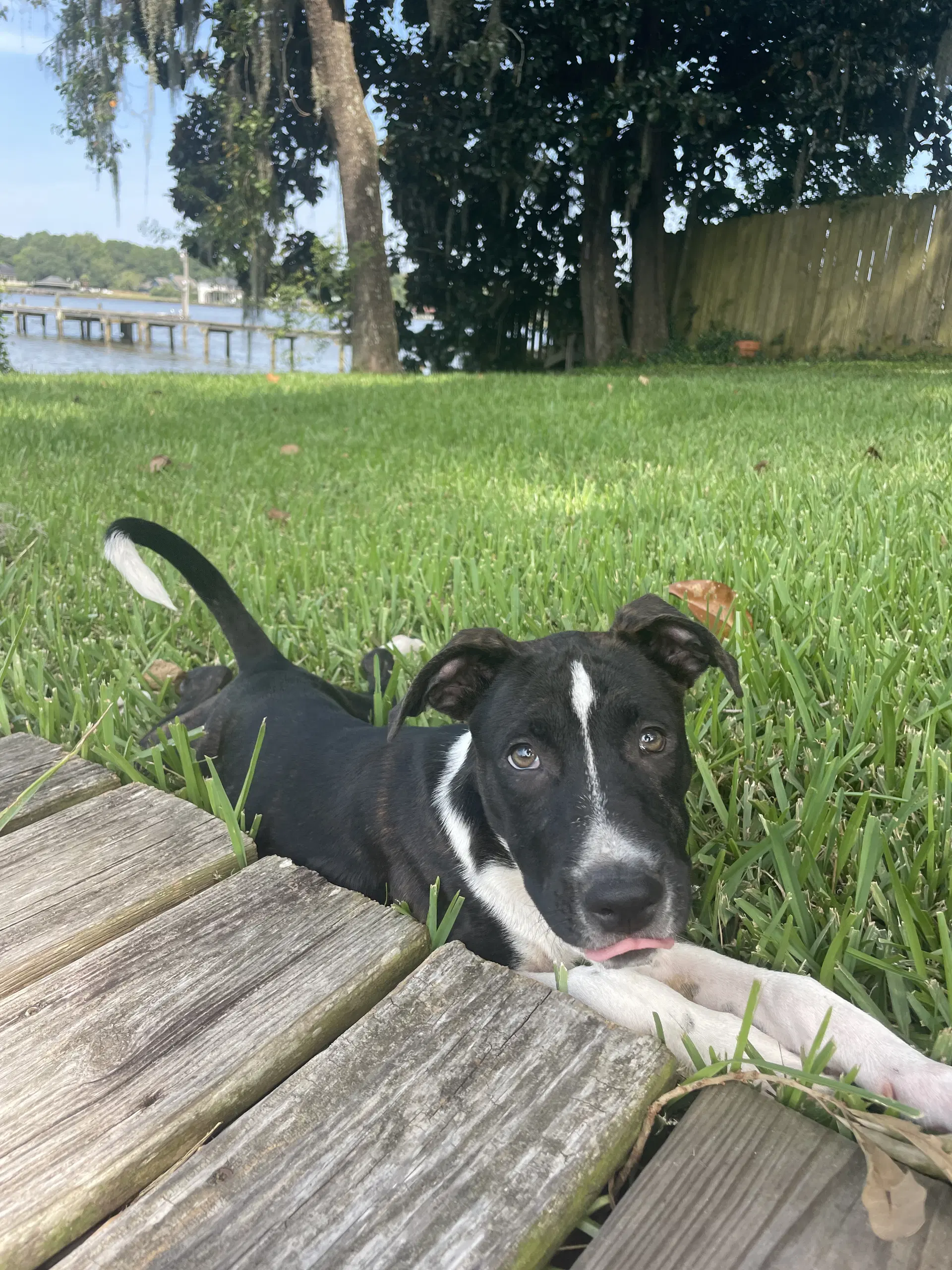 Bojangles - American Bulldog