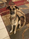 Lola