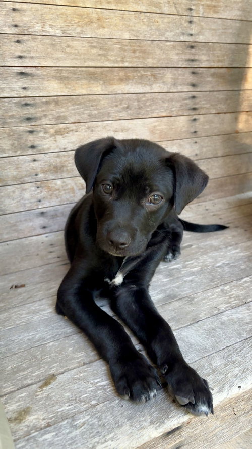 Tart, an adoptable Rat Terrier in Mobile, AL