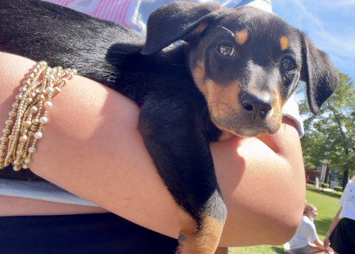 Biscotti, an adoptable Rat Terrier in Mobile, AL