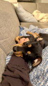 Biscotti