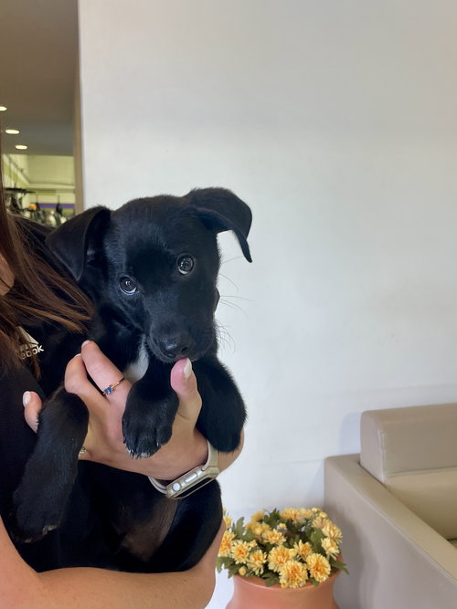 Donut, an adoptable Rat Terrier in Mobile, AL