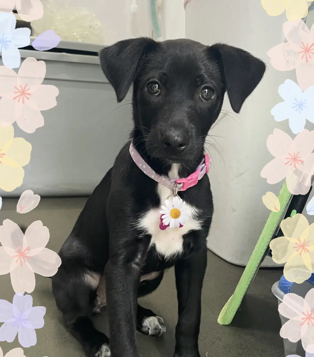 Eclair - Rat Terrier
