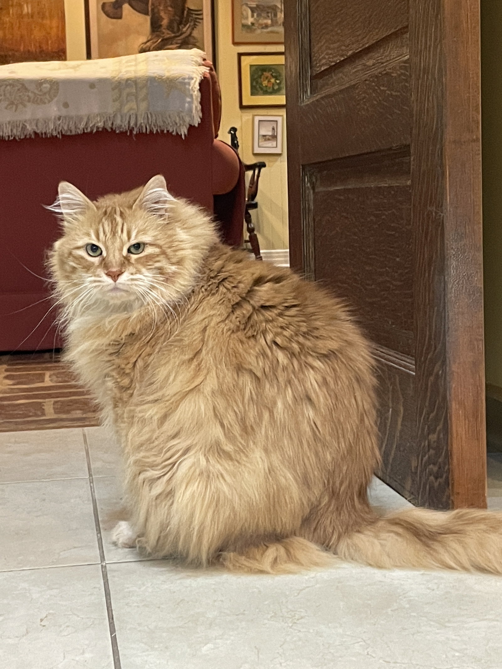 Purr, Maine Coon