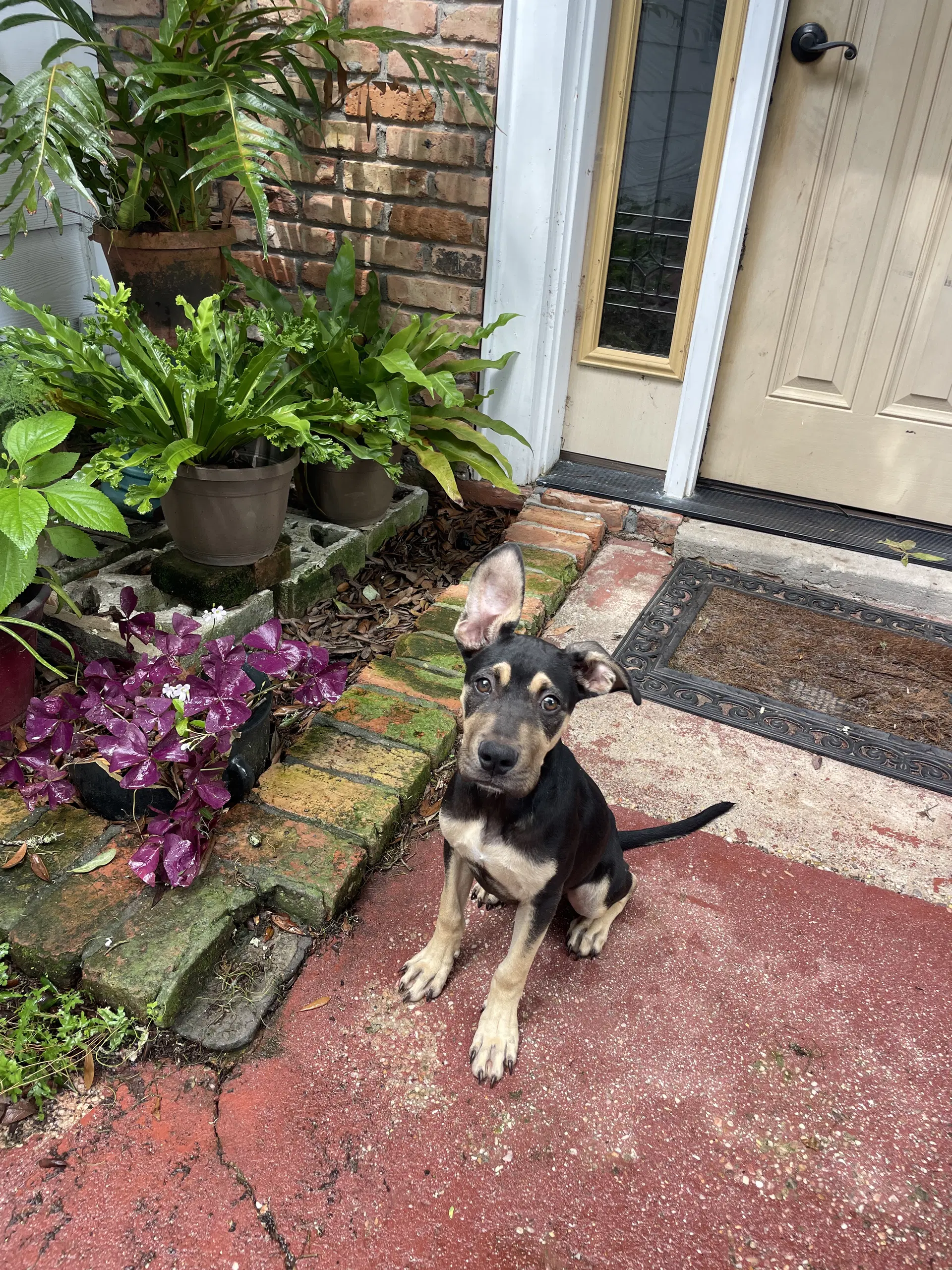 Regan - Great Dane