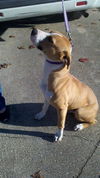 Ziggy