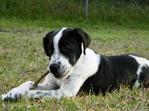 Tux