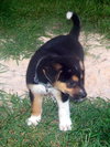 Buster B