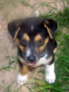 Buster B