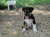 Buster B
