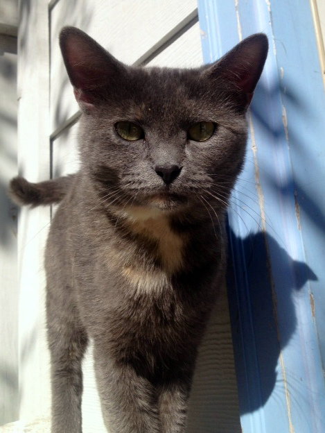 Miss Kitty