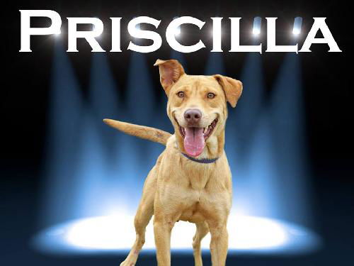 Priscilla