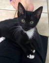Tux