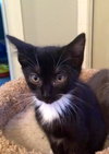Tux