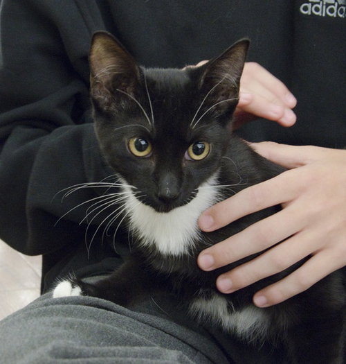 Tux