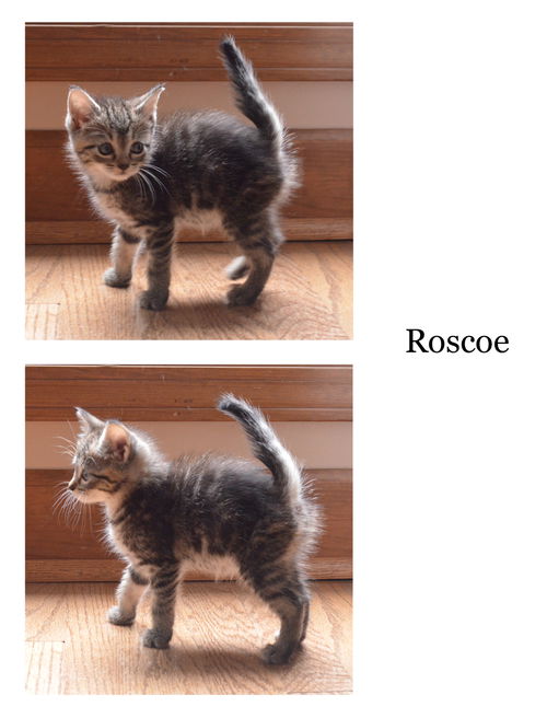 Roscoe