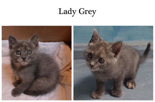 Lady Grey