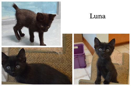 Luna