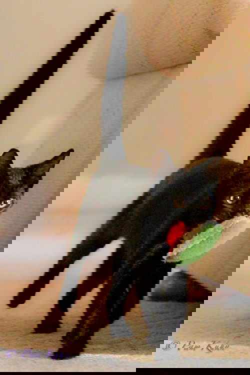 Zeevah
