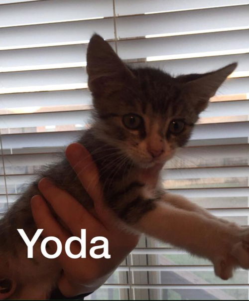 Yoda