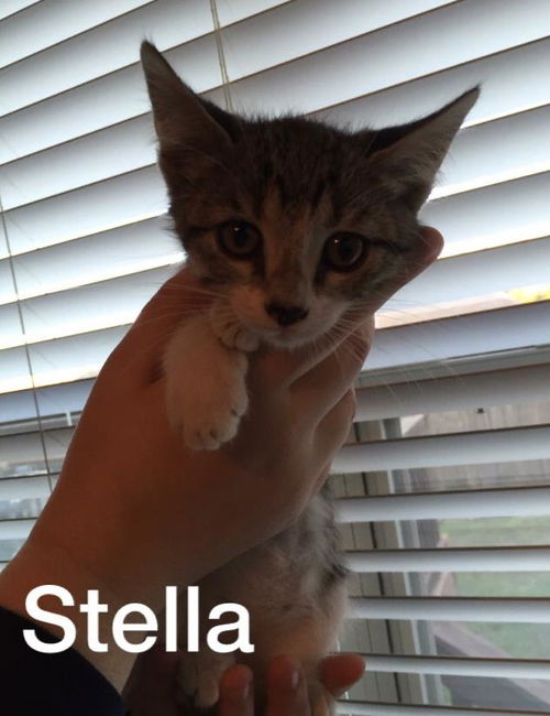 Stella