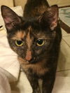 Luna Mommy