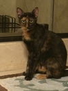 Luna Mommy