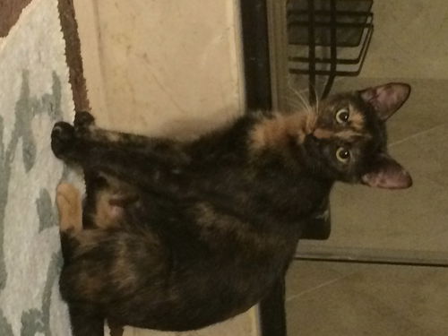 Luna Mommy