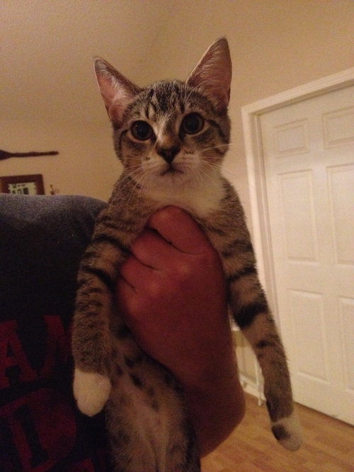 Mittens