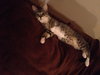 Mittens