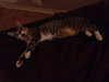 Mittens