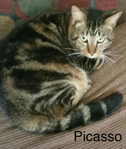 Picasso