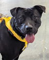 adoptable Dog in  named Athena