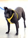 Athena - Photo 2