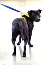 Athena - Photo 4