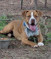 adoptable Dog in  named Zeke